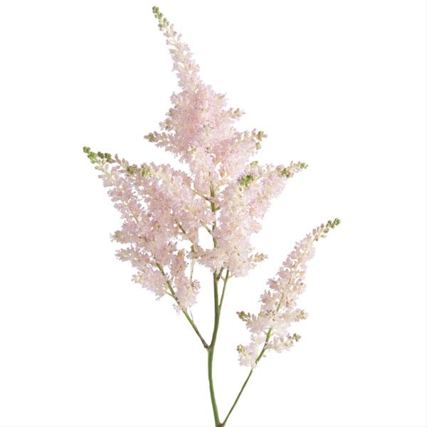 Astilbe Light Pink