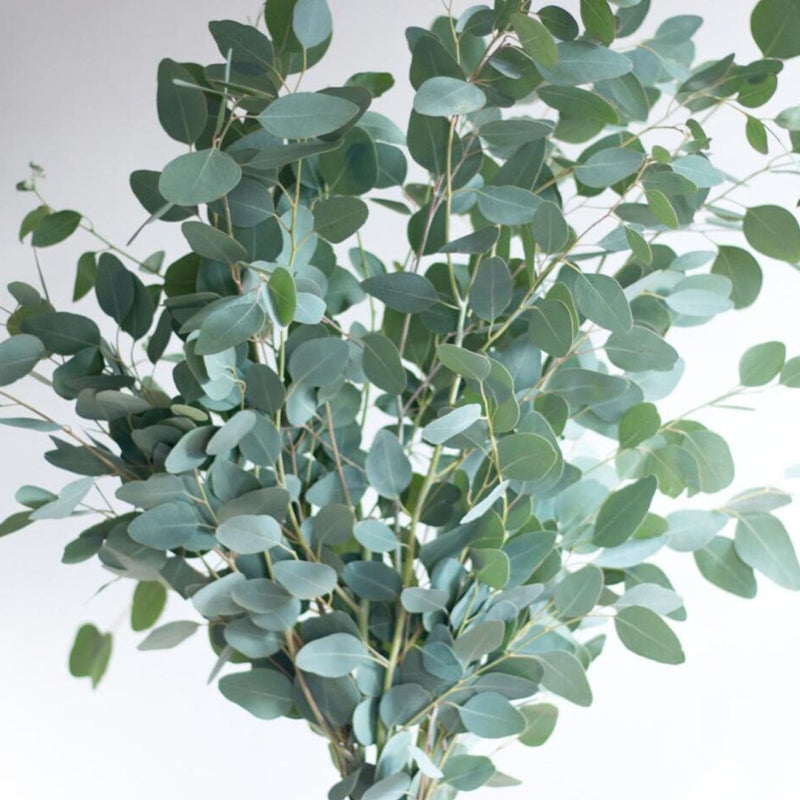 Eucalyptus silver dollar