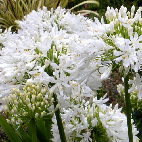 Agapanthus White