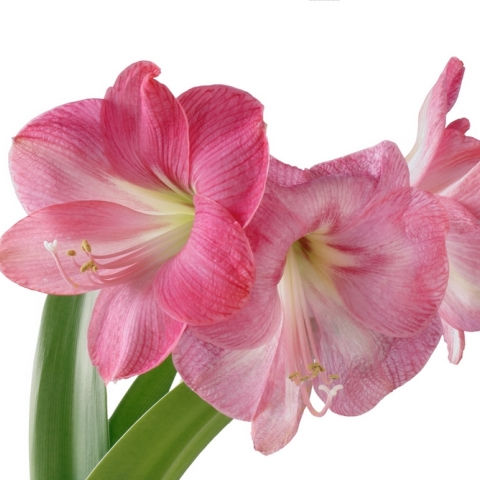 Amaryllis Pink