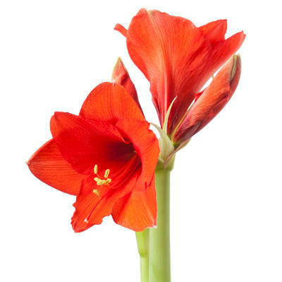 Amaryllis Red