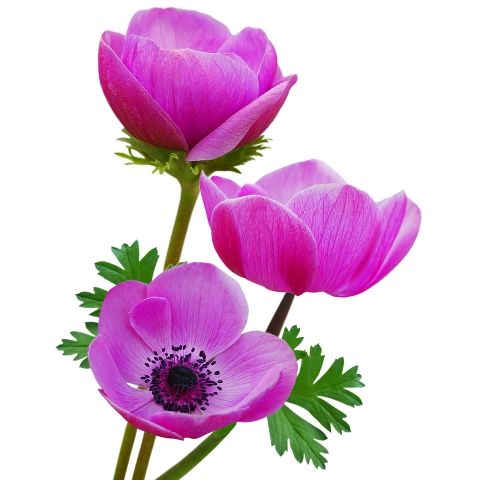 Anemone Purple