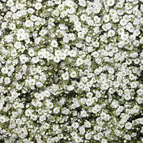 Bulk Baby's Breath