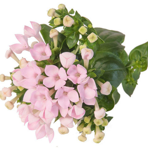 Bouvardia Light Pink