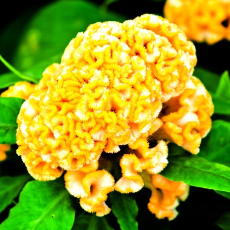 Celosia Yellow