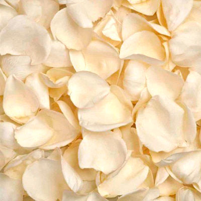 Fresh Ivory Rose Petals