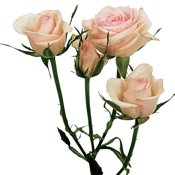 Spray Roses Blush Pink