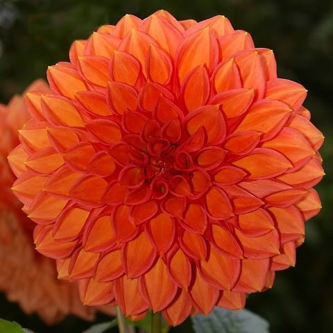 Dahlia Orange