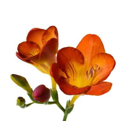 Freesia Orange