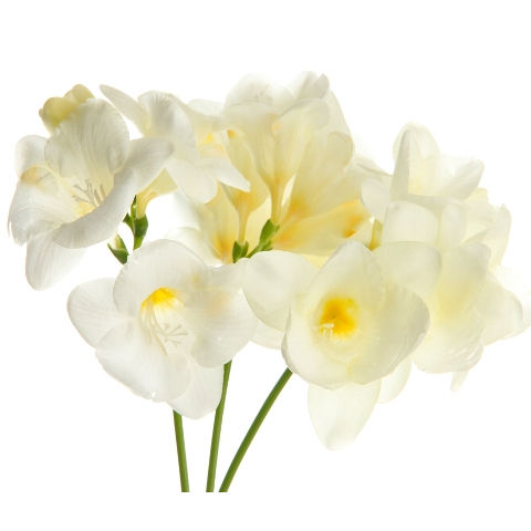 Freesia White