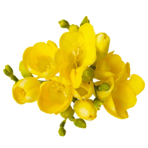 Freesia Yellow