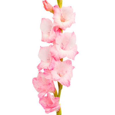 Gladiolus Light Pink