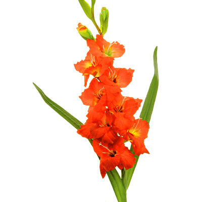 Gladiolus Orange