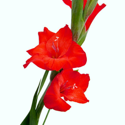 Gladiolus Red