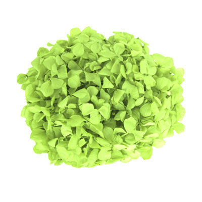 Hydrangea Green