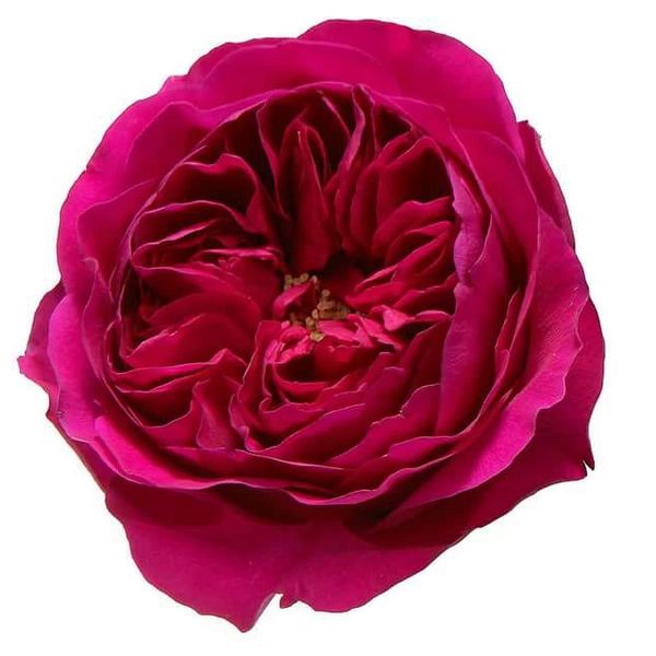 Garden Rose Hot Pink