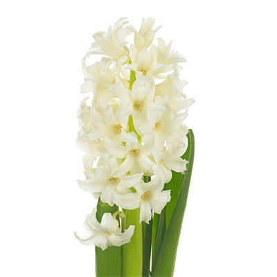 Hyacinth