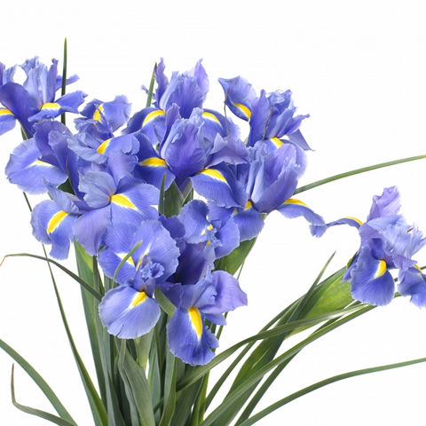 Iris Blue