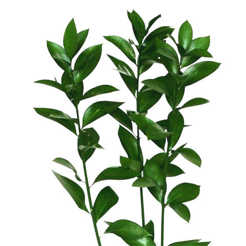 Ruscus Israeli