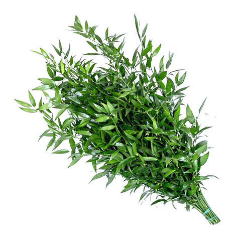 Bulk Ruscus