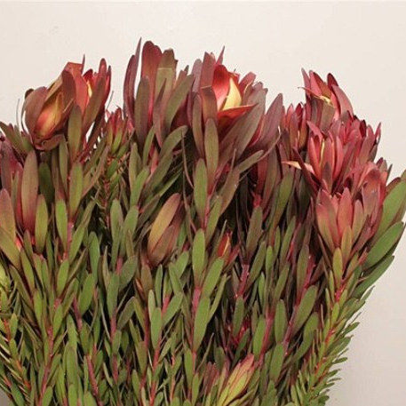 Leucadendron Red