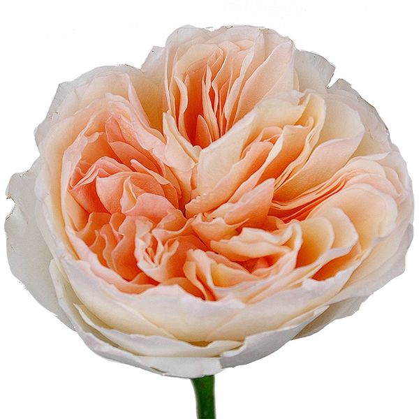 Garden Rose Peach