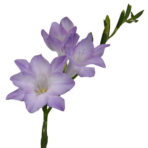 Freesia Purple