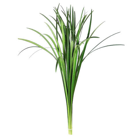 Lily Grass