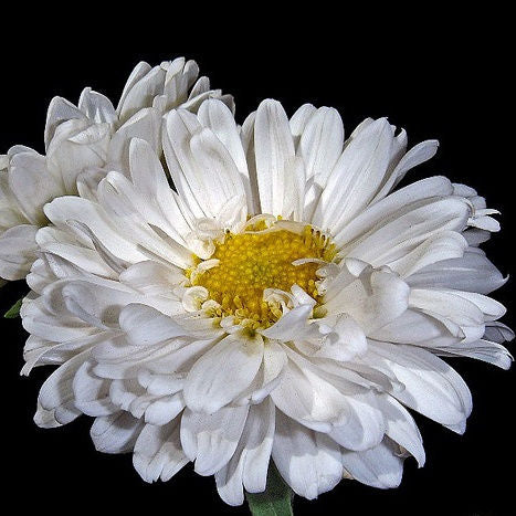 Aster Matsumoto White