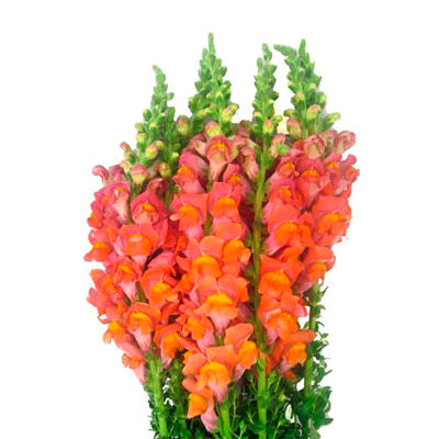 Snapdragons Orange