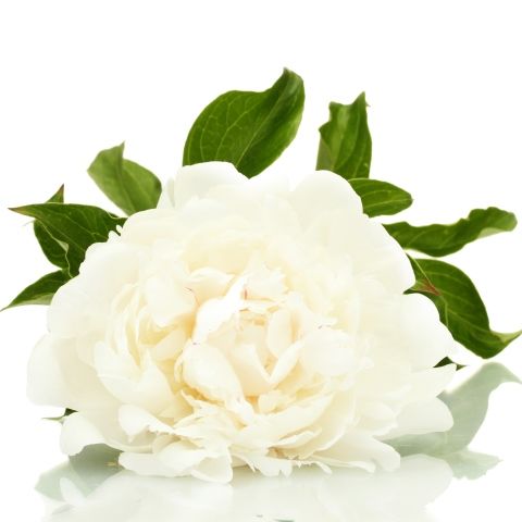 Peony White