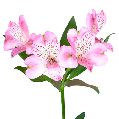 Alstroemeria Pink