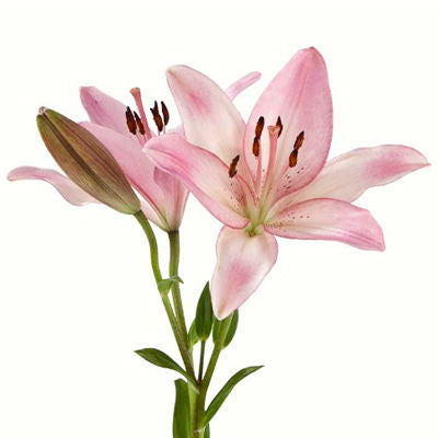 Lily Asiatic Pink