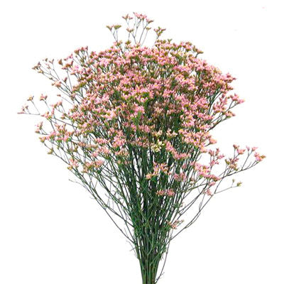 Limonium Pink