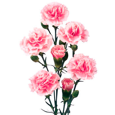 Carnation Mini Light Pink