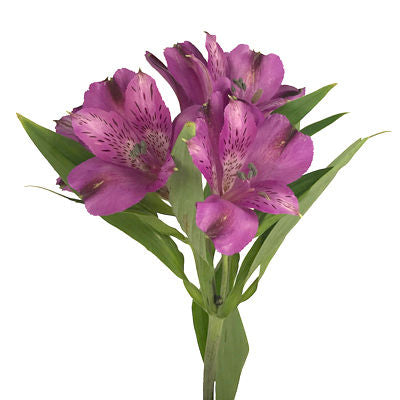 Alstroemeria Purple