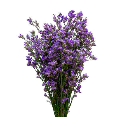 Limonium Purple