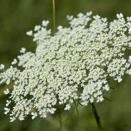 Queen Anne's Lace