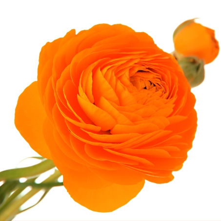 Ranunculus Orange