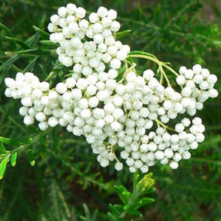 Rice Flower White