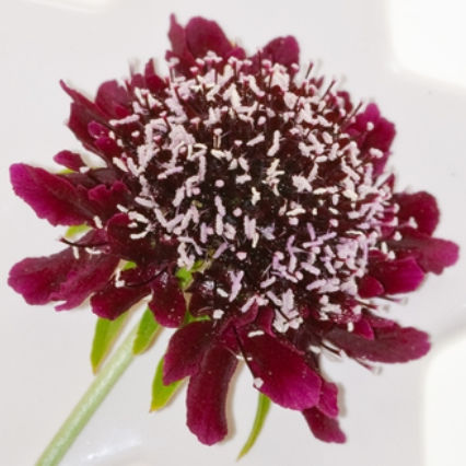 Scabiosa