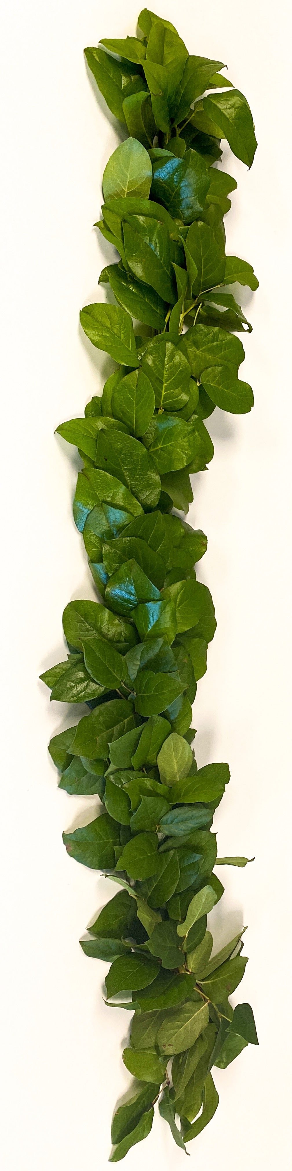 Simply Salal Garland