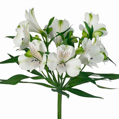 Alstroemeria White