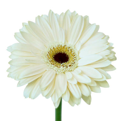 Gerbera White