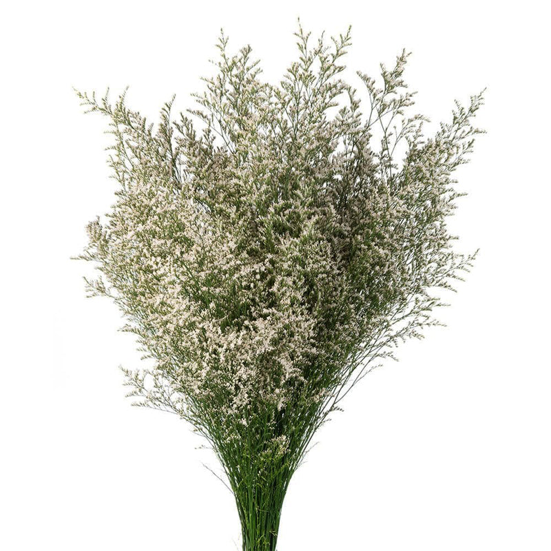 Limonium White