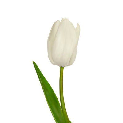 Tulip White