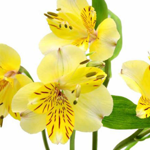 Alstroemeria Yellow