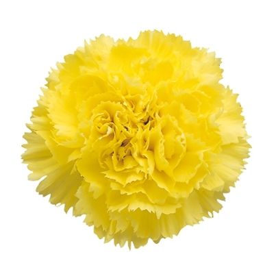 Carnation Yellow