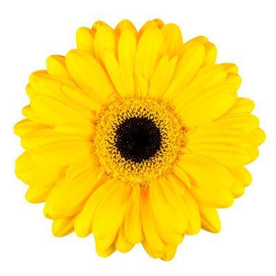 Gerbera Yellow Mini