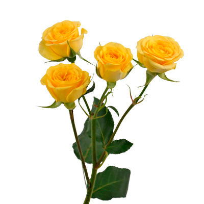 Spray Roses Yellow